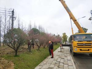  外環(huán)線道路景觀工程二、三標(biāo)段進(jìn)行補(bǔ)植復(fù)綠工作